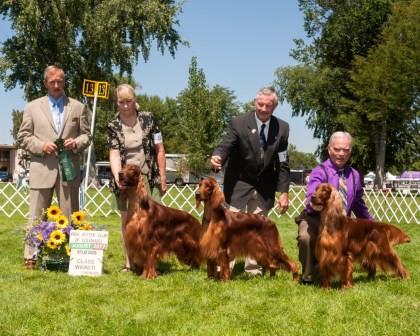 blue moon irish setters